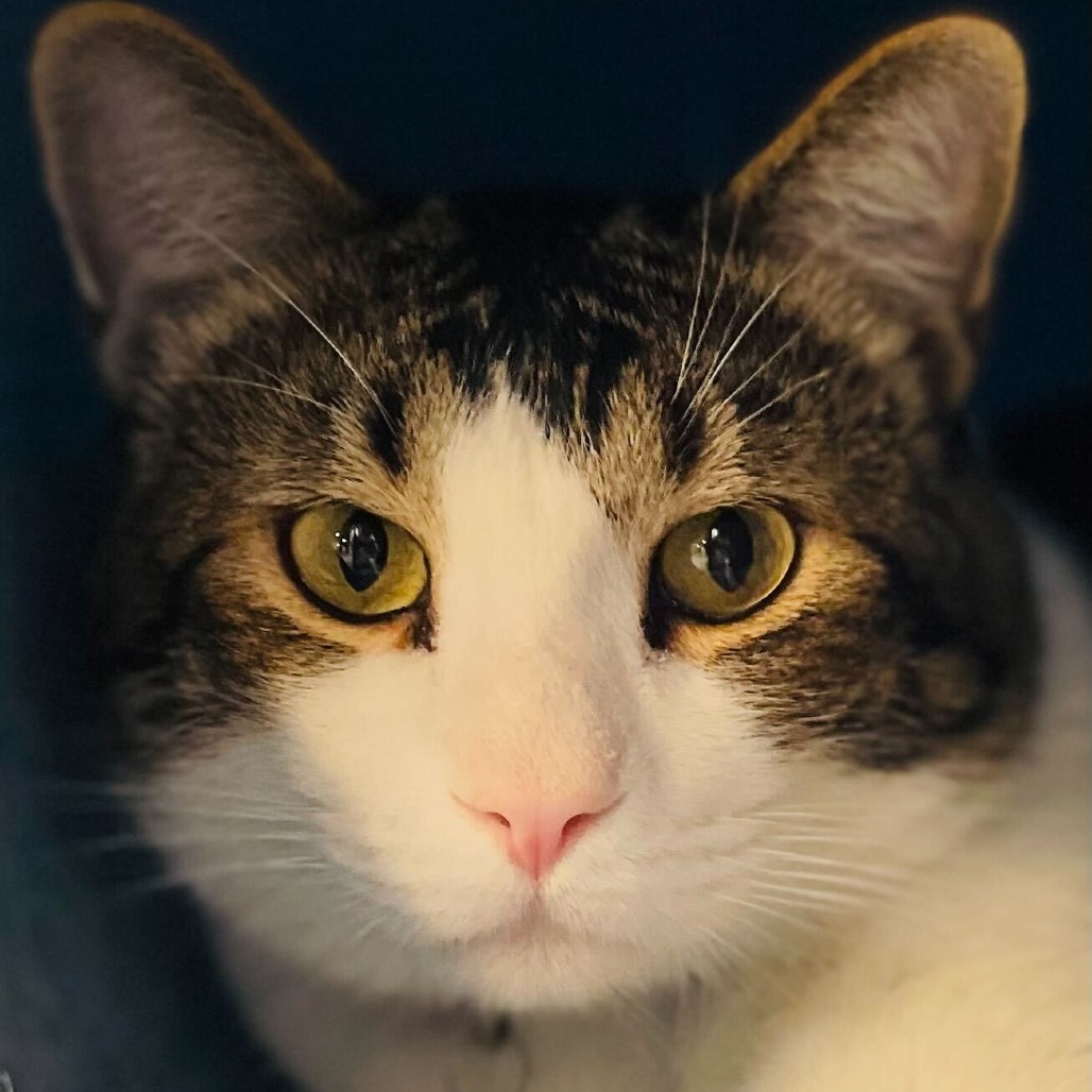 Leonidas, an adoptable Domestic Short Hair in Las Vegas, NV, 89146 | Photo Image 4