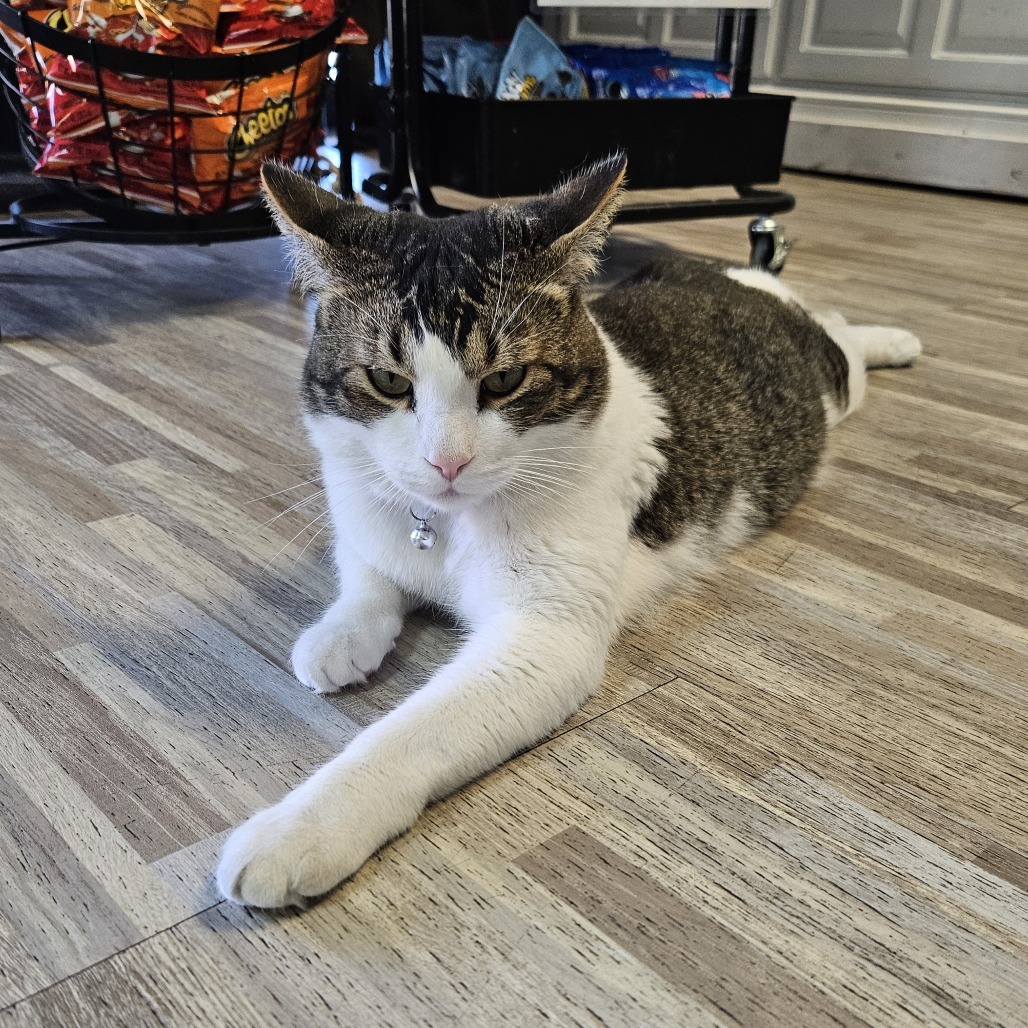 Leonidas, an adoptable Domestic Short Hair in Las Vegas, NV, 89146 | Photo Image 5
