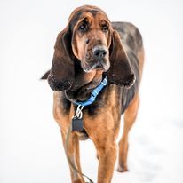 Bluebelle (Foster Dog), an adoptable Bloodhound in Gettysburg, PA, 17325 | Photo Image 1