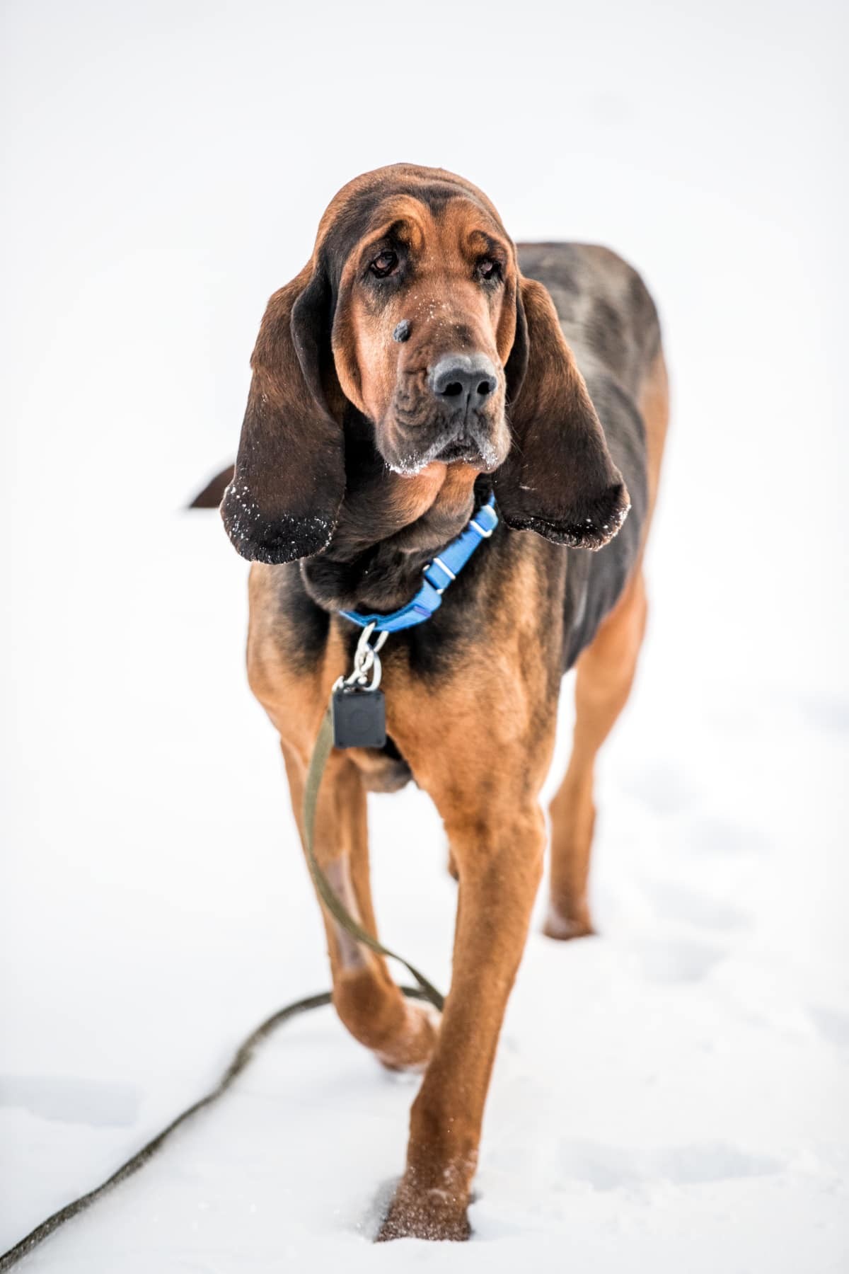 Bluebelle (Foster Dog), an adoptable Bloodhound in Gettysburg, PA, 17325 | Photo Image 1