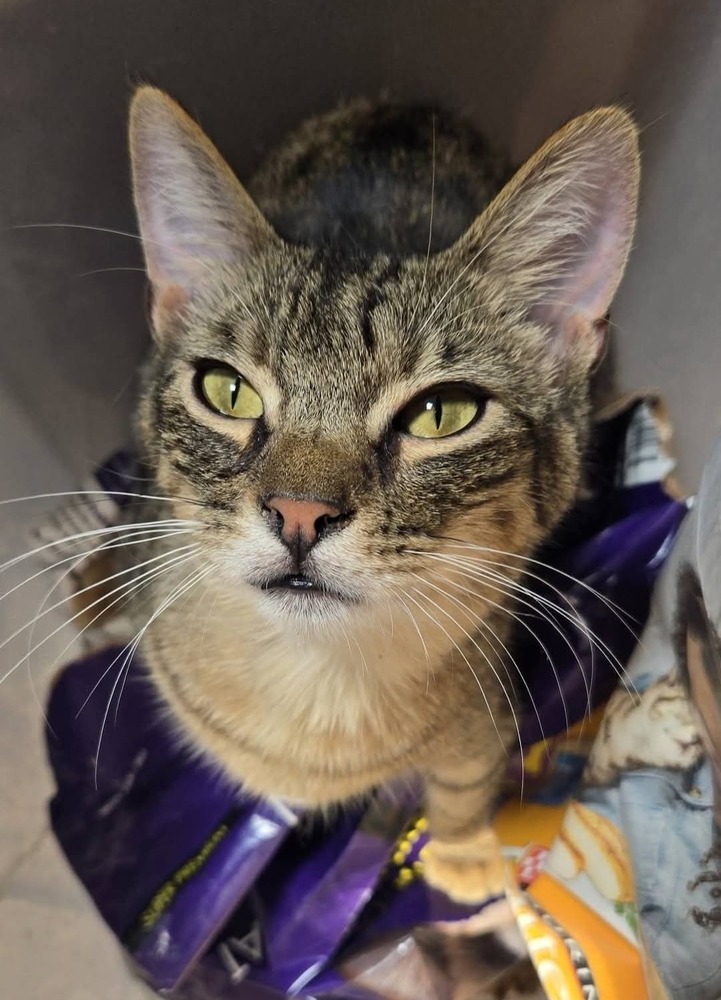 Chip, an adoptable Domestic Short Hair in Salinas, CA, 93905 | Photo Image 1