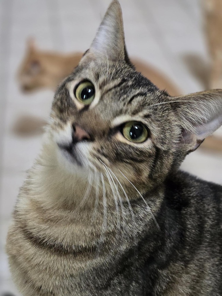 Chip, an adoptable Domestic Short Hair in Salinas, CA, 93905 | Photo Image 2