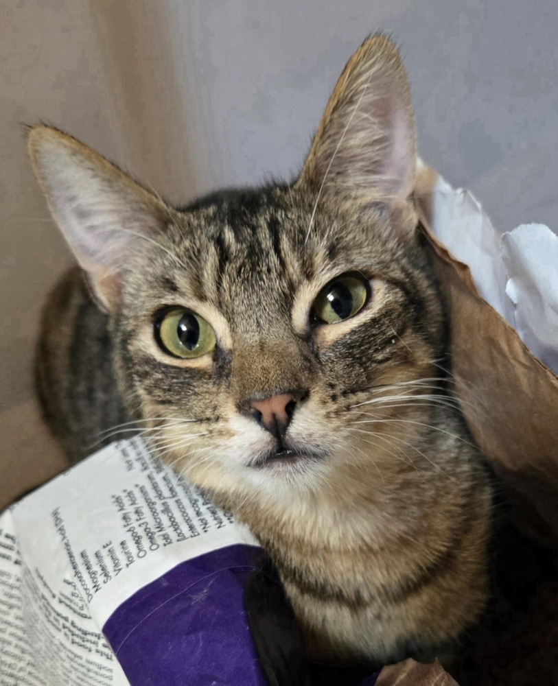 Chip, an adoptable Domestic Short Hair in Salinas, CA, 93905 | Photo Image 4