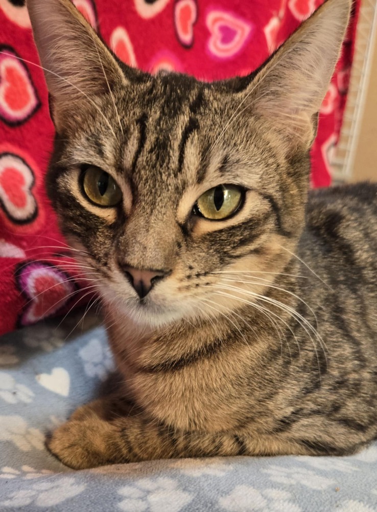 Chip, an adoptable Domestic Short Hair in Salinas, CA, 93905 | Photo Image 5