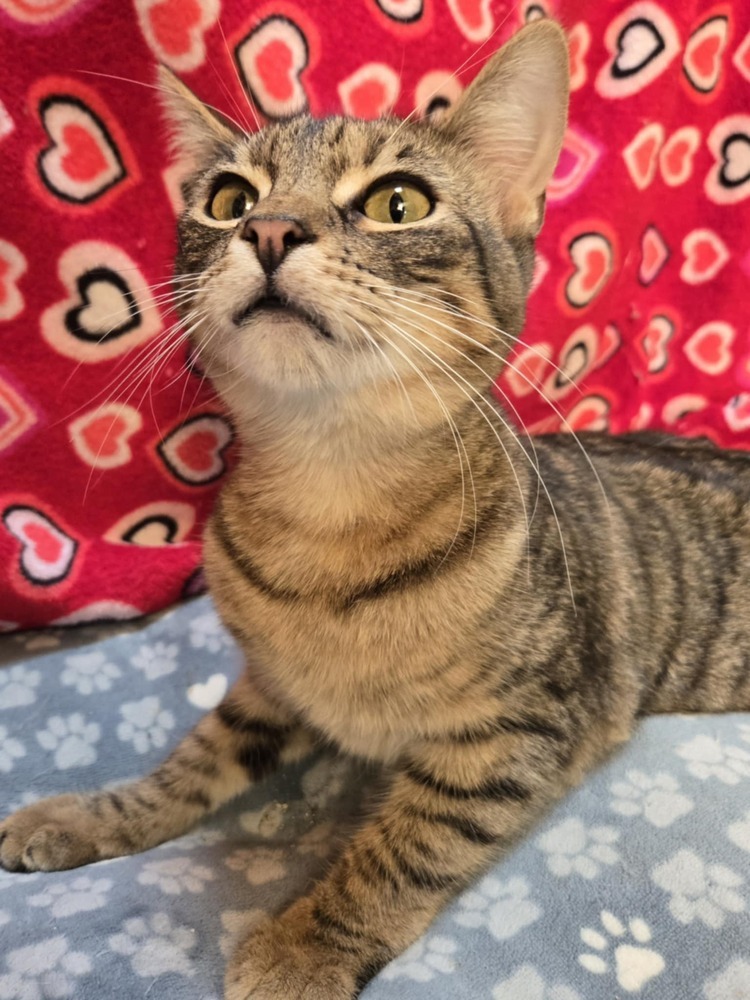 Chip, an adoptable Domestic Short Hair in Salinas, CA, 93905 | Photo Image 6