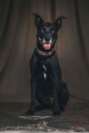 Clyde, Adult Male Terrier