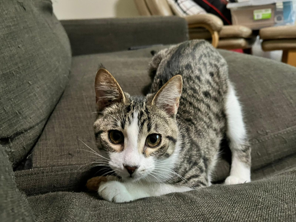 Summer, an adoptable Domestic Short Hair in Calgary, AB, T3S 0C5 | Photo Image 3