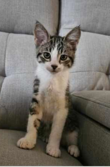 Summer, an adoptable Domestic Short Hair in Calgary, AB, T3S 0C5 | Photo Image 5