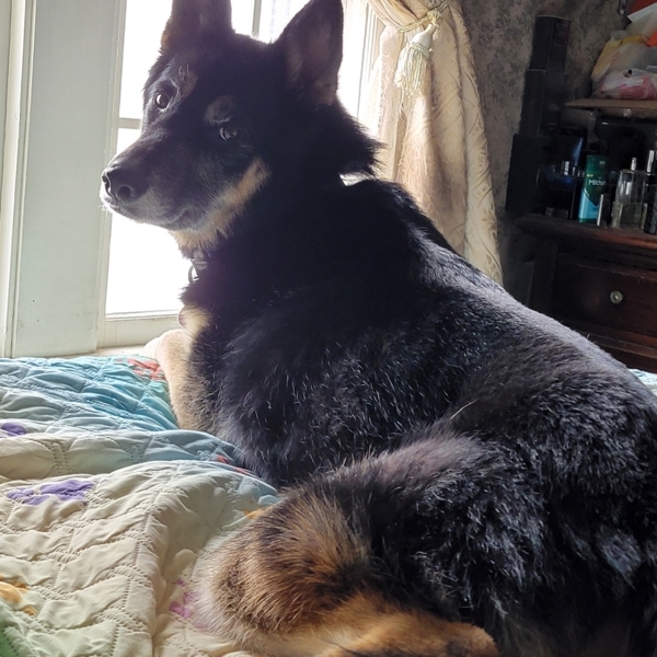 Bart 43242, an adoptable German Shepherd Dog in Pocatello, ID, 83205 | Photo Image 1