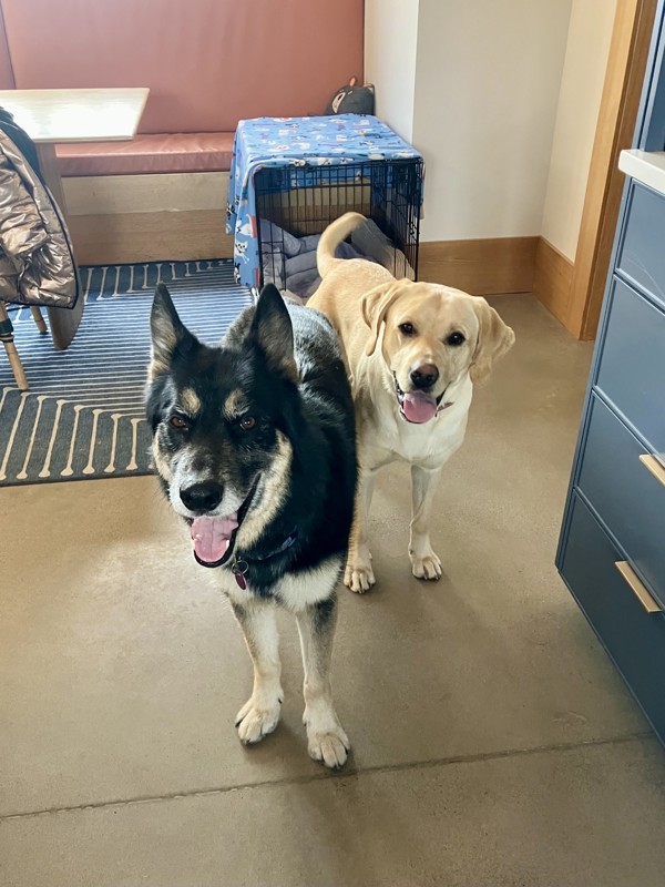 Bart 43242, an adoptable German Shepherd Dog in Pocatello, ID, 83205 | Photo Image 2