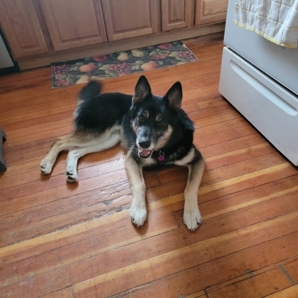 Bart 43242, an adoptable German Shepherd Dog in Pocatello, ID, 83205 | Photo Image 3