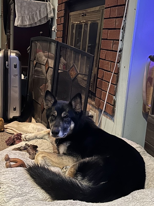 Bart 43242, an adoptable German Shepherd Dog in Pocatello, ID, 83205 | Photo Image 4