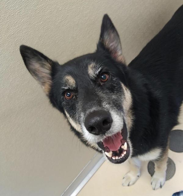 Bart 43242, an adoptable German Shepherd Dog in Pocatello, ID, 83205 | Photo Image 5