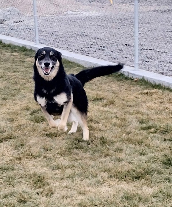 Bart 43242, an adoptable German Shepherd Dog in Pocatello, ID, 83205 | Photo Image 6