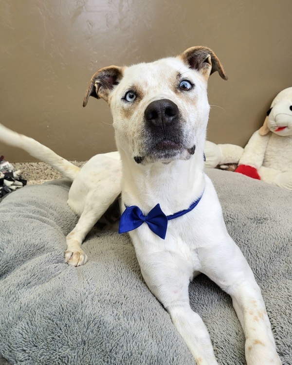 Charlie 39937, an adoptable Pit Bull Terrier in Pocatello, ID, 83205 | Photo Image 1