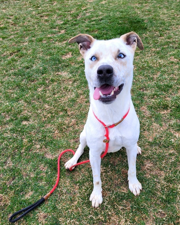 Charlie 39937, an adoptable Pit Bull Terrier in Pocatello, ID, 83205 | Photo Image 2