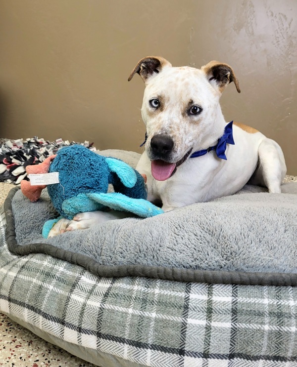 Charlie 39937, an adoptable Pit Bull Terrier in Pocatello, ID, 83205 | Photo Image 3