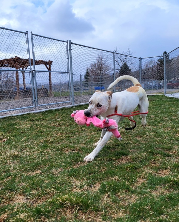 Charlie 39937, an adoptable Pit Bull Terrier in Pocatello, ID, 83205 | Photo Image 4