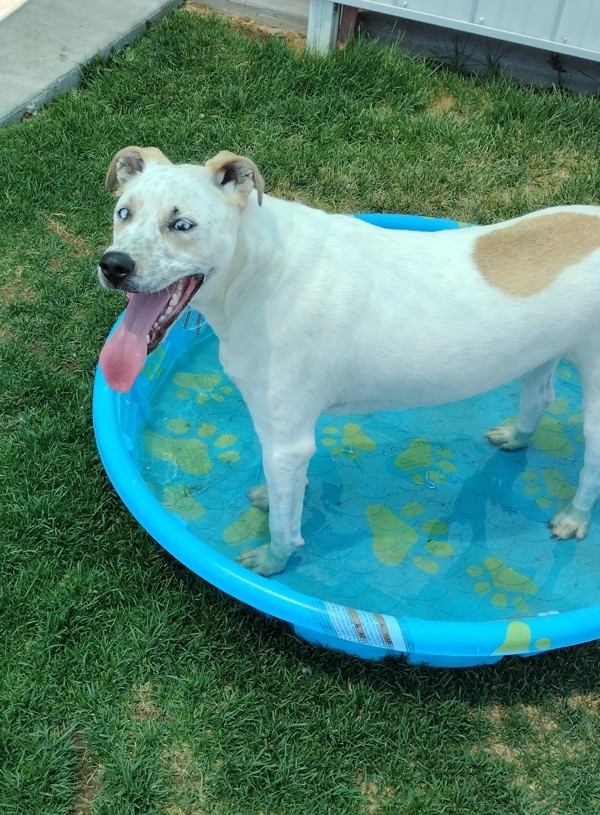 Charlie 39937, an adoptable Pit Bull Terrier in Pocatello, ID, 83205 | Photo Image 5