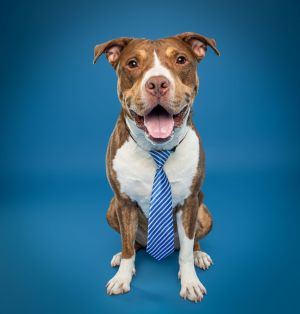 Glimmet, Young Male Pit Bull Terrier
