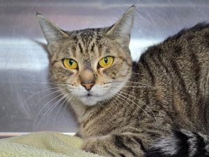 Cancun, Adult Female Domestic Short Hair