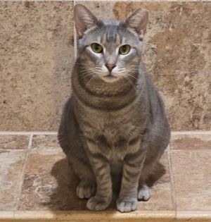 Leroy Domestic Short Hair Cat