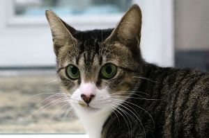 TG is a loving girl who is looking for a home where she can get head scratches lots of treats