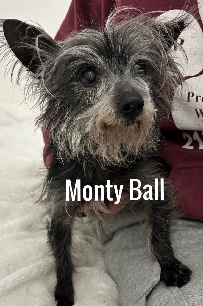 Monty Ball