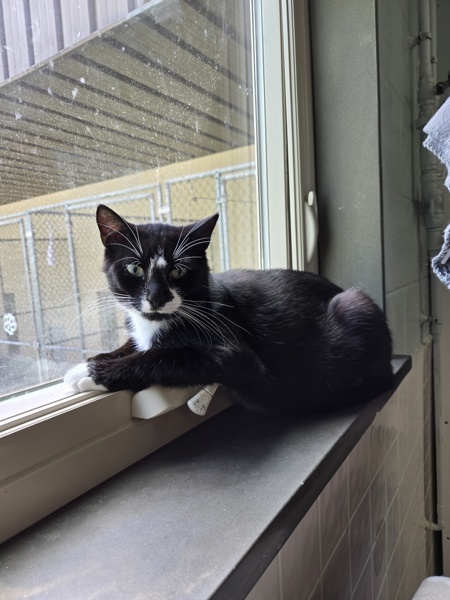 Domino