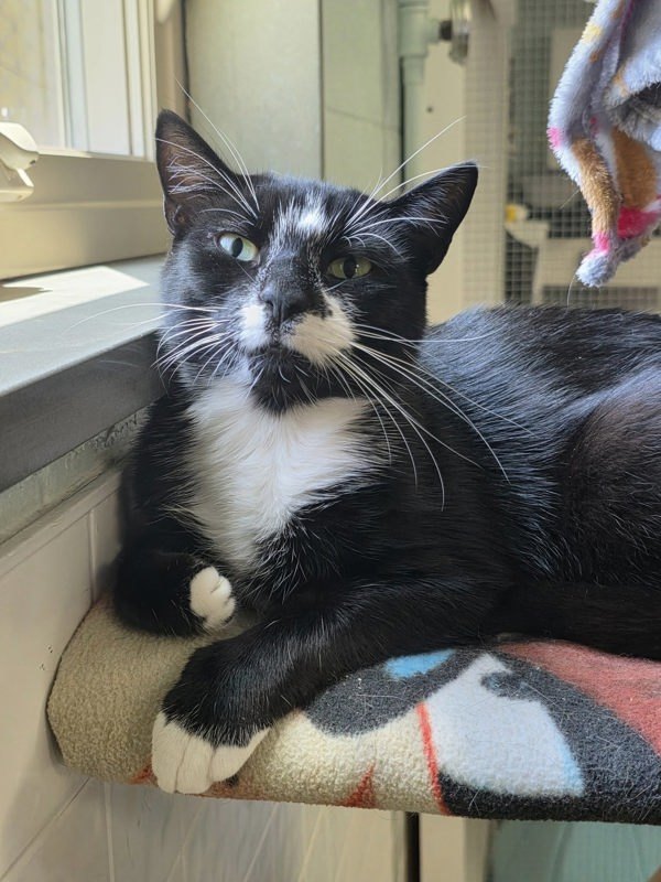 Domino
