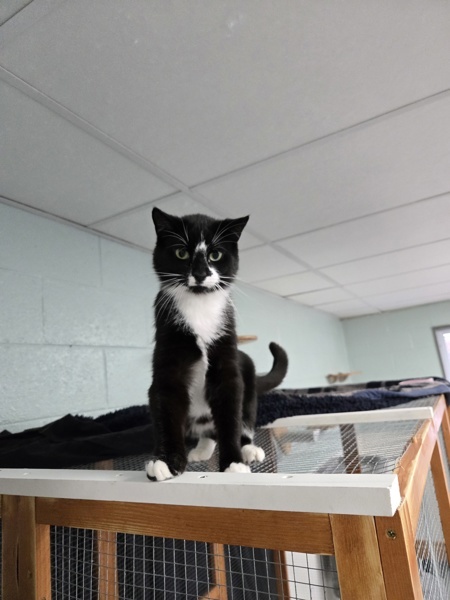 Domino