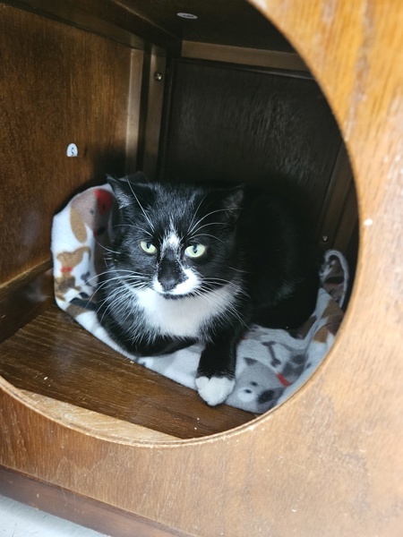 Domino