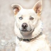 Juno, an adoptable Husky in Hot Springs, SD, 57747 | Photo Image 1