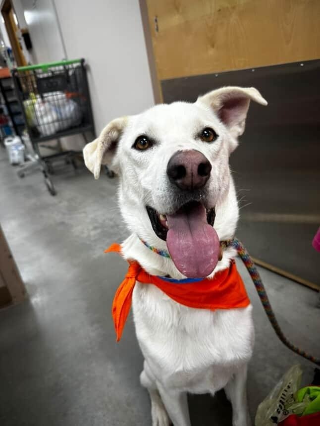Finn, an adoptable Labrador Retriever in El Paso, TX, 79906 | Photo Image 3
