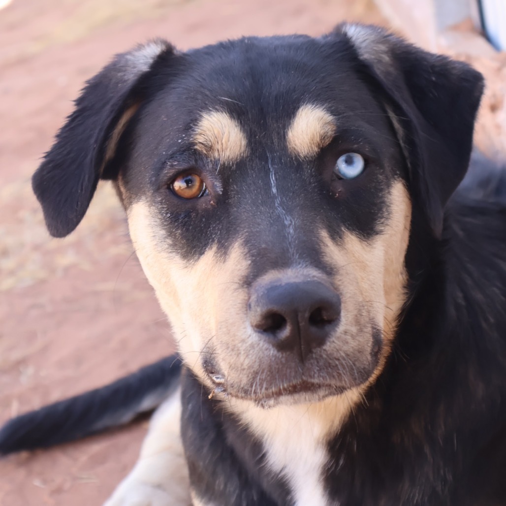 Chips, an adoptable Mixed Breed in Moab, UT, 84532 | Photo Image 1