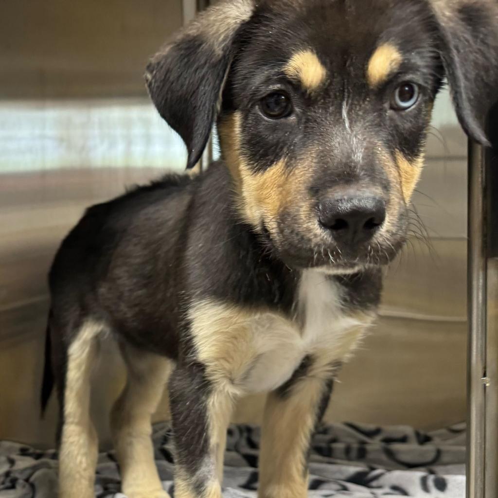 Chips, an adoptable Mixed Breed in Moab, UT, 84532 | Photo Image 2
