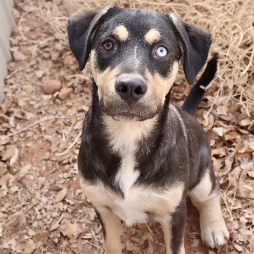 Chips, an adoptable Mixed Breed in Moab, UT, 84532 | Photo Image 3