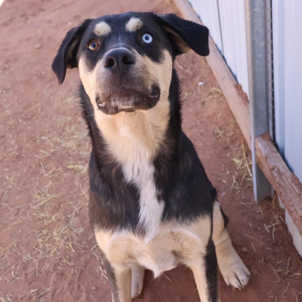 Chips, an adoptable Mixed Breed in Moab, UT, 84532 | Photo Image 4