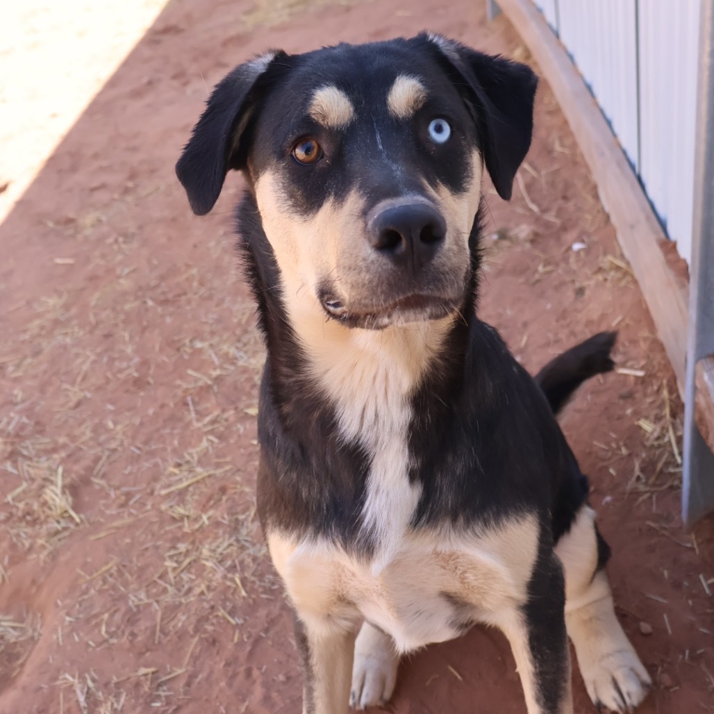 Chips, an adoptable Mixed Breed in Moab, UT, 84532 | Photo Image 5