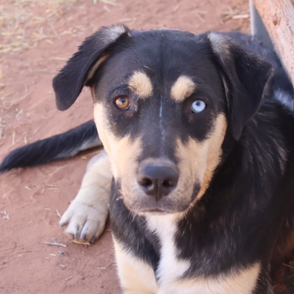 Chips, an adoptable Mixed Breed in Moab, UT, 84532 | Photo Image 6