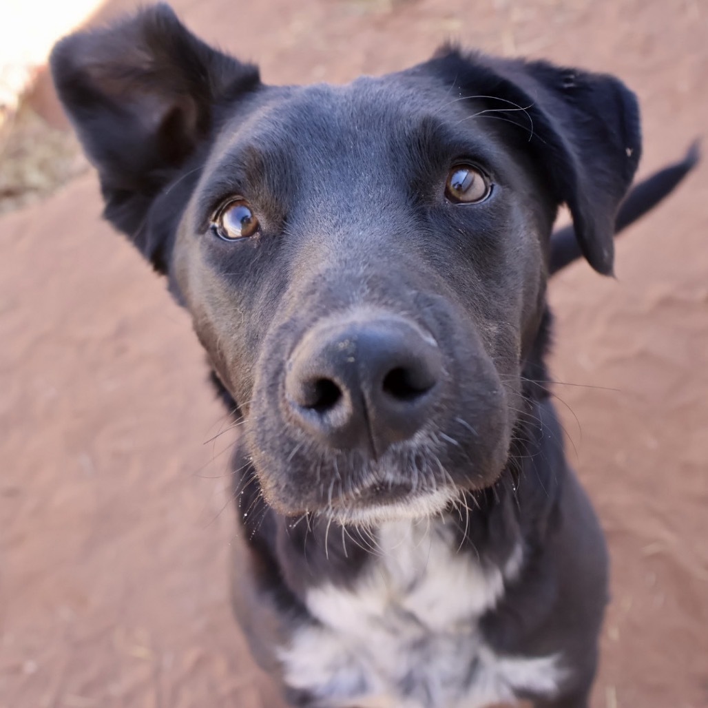 Fish, an adoptable Mixed Breed in Moab, UT, 84532 | Photo Image 1