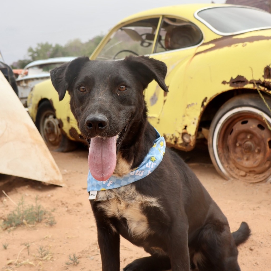 Fish, an adoptable Mixed Breed in Moab, UT, 84532 | Photo Image 1