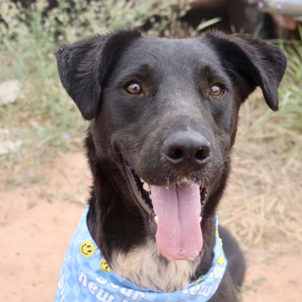 Fish, an adoptable Mixed Breed in Moab, UT, 84532 | Photo Image 1