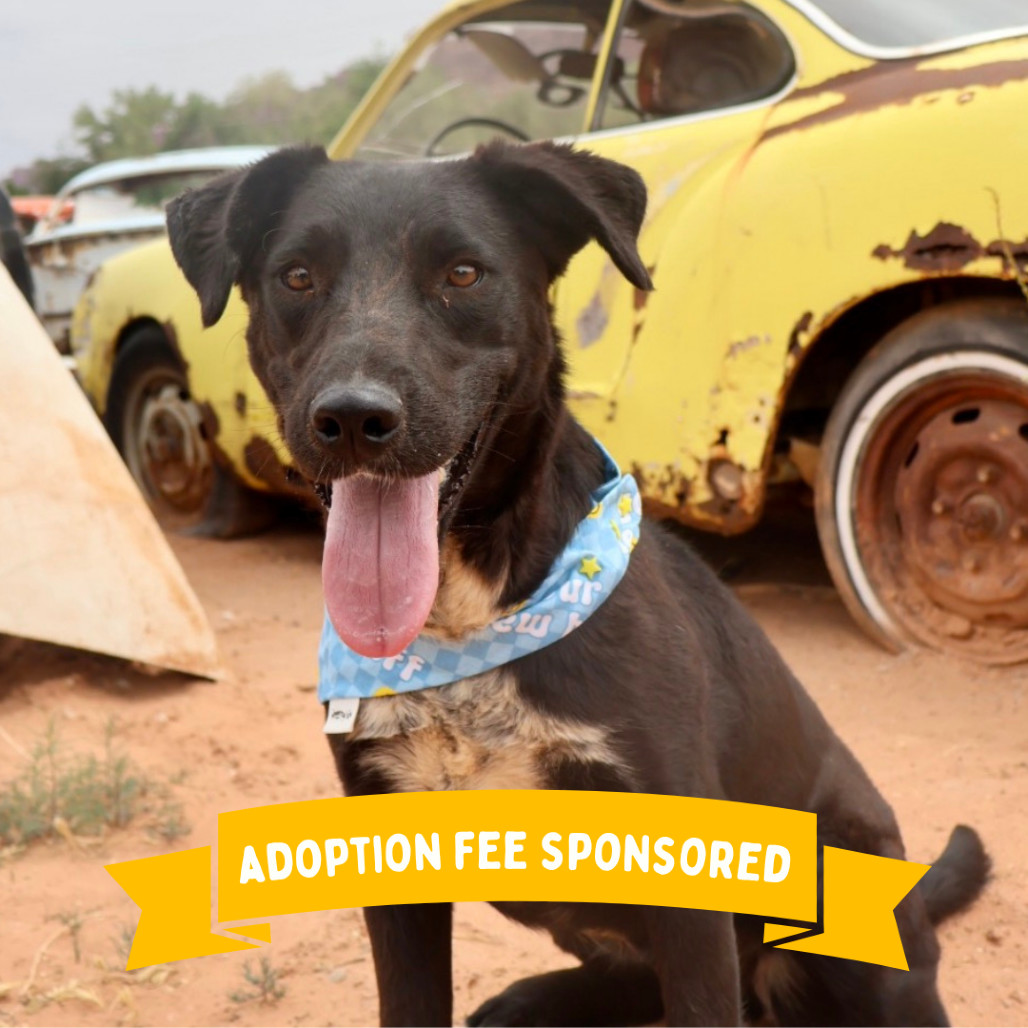 Fish, an adoptable Mixed Breed in Moab, UT, 84532 | Photo Image 1