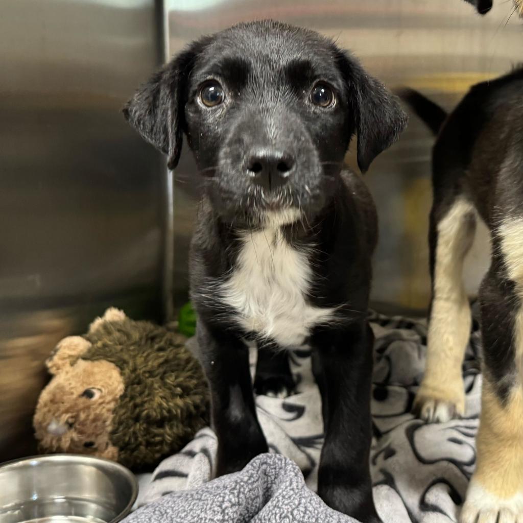 Fish, an adoptable Mixed Breed in Moab, UT, 84532 | Photo Image 2