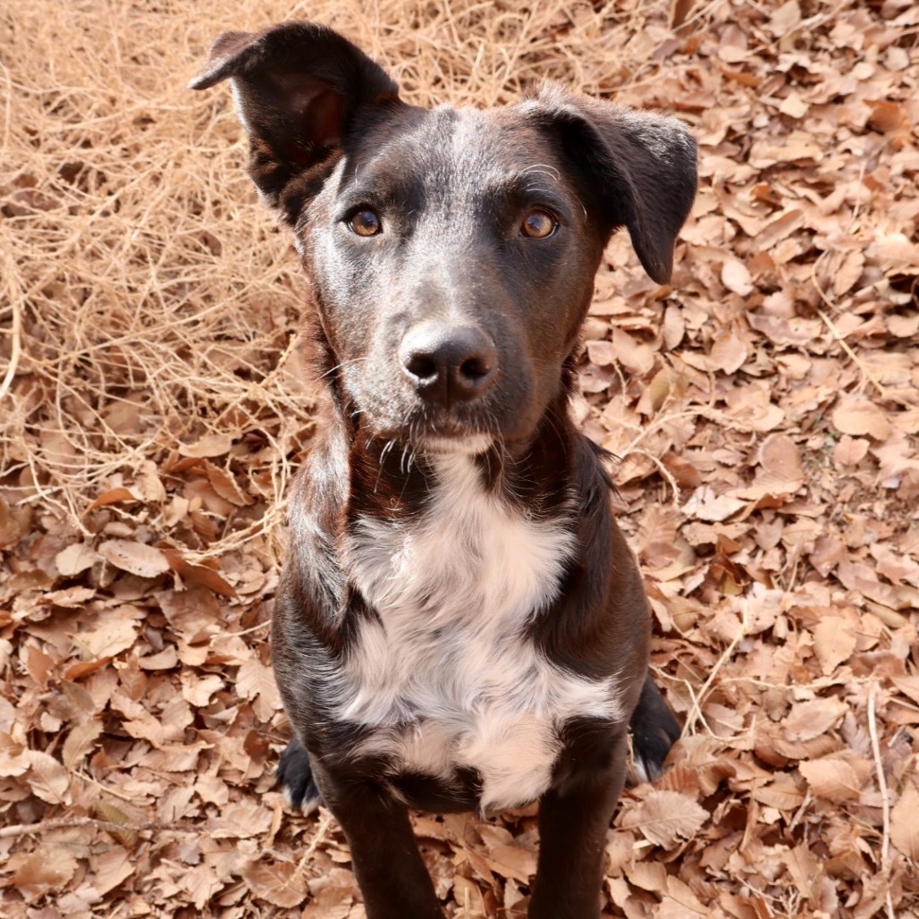 Fish, an adoptable Mixed Breed in Moab, UT, 84532 | Photo Image 3
