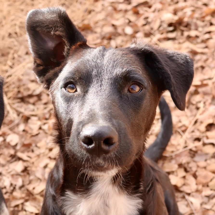 Fish, an adoptable Mixed Breed in Moab, UT, 84532 | Photo Image 4