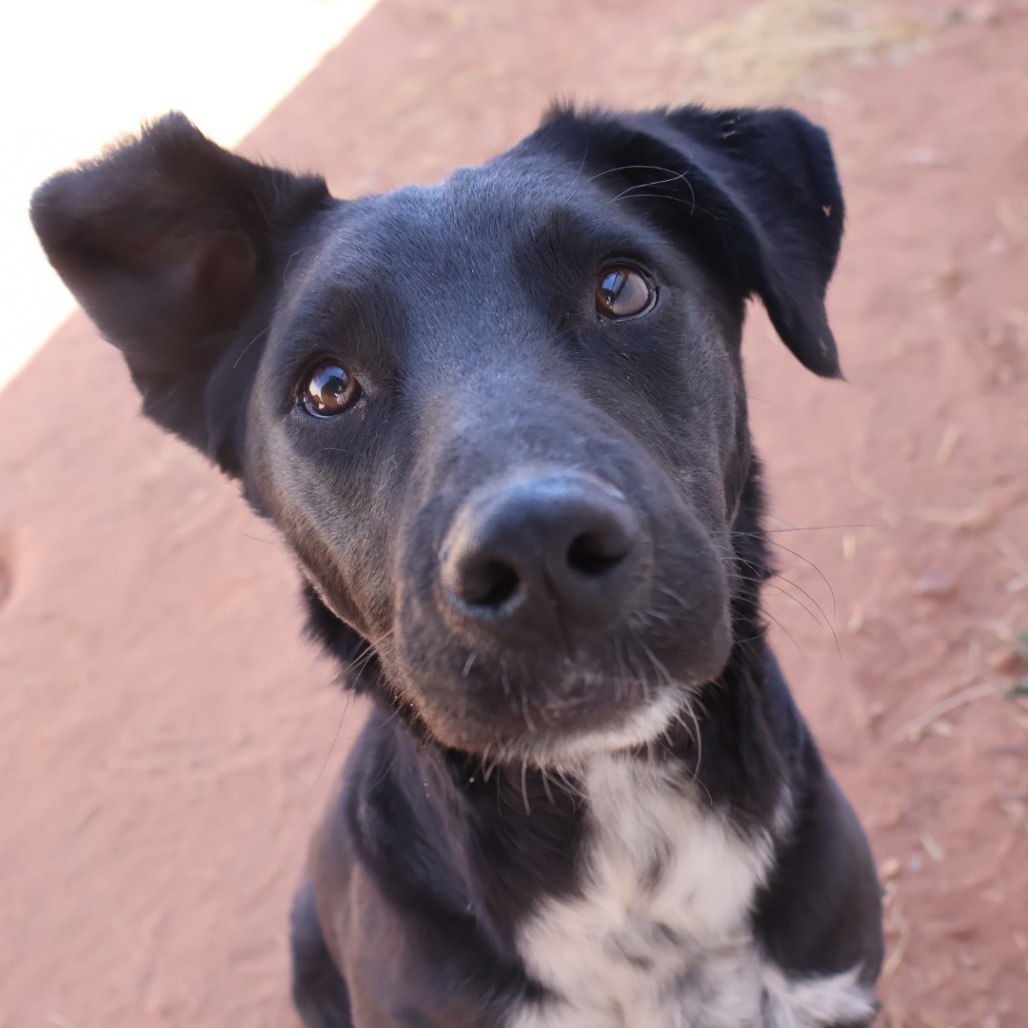 Fish, an adoptable Mixed Breed in Moab, UT, 84532 | Photo Image 5