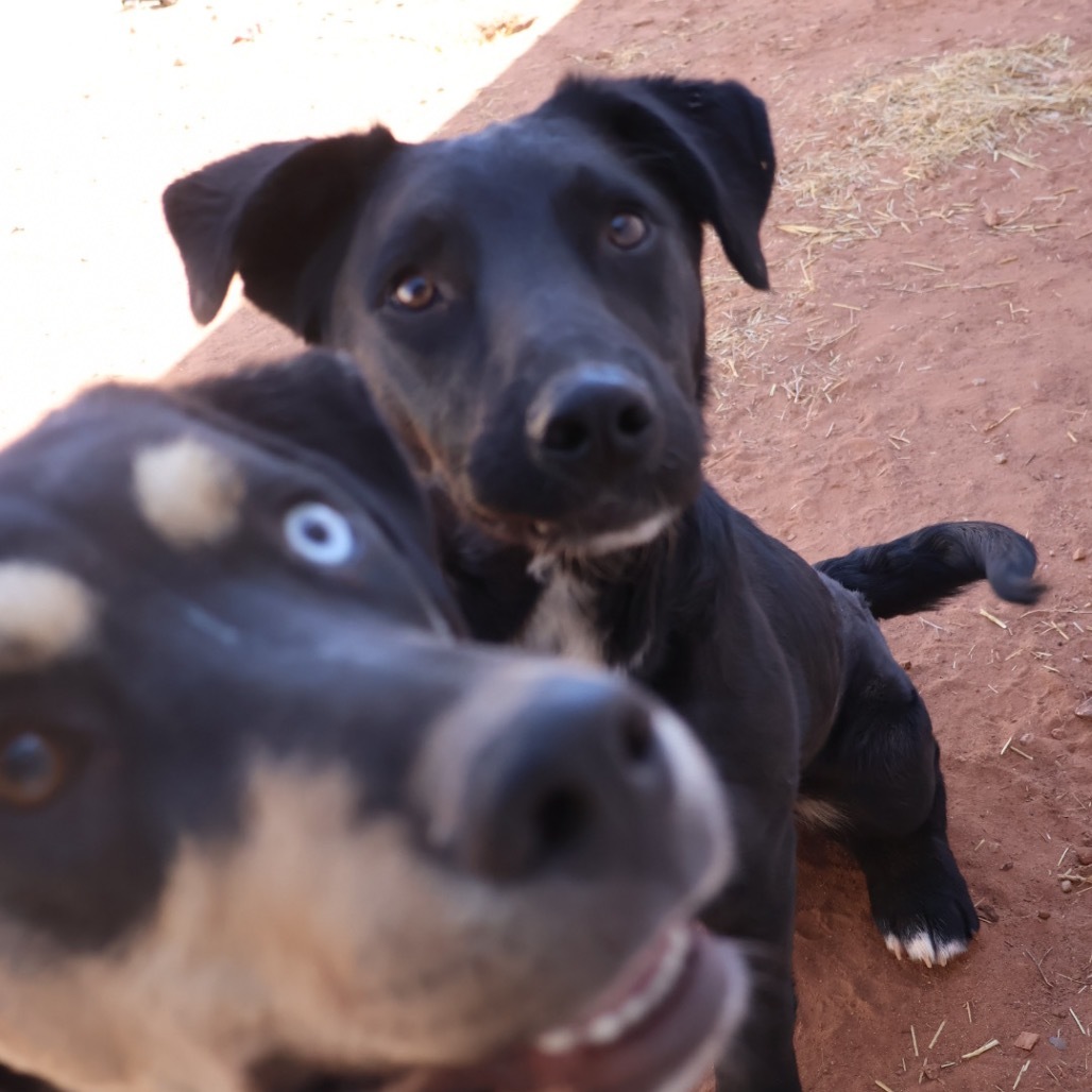 Fish, an adoptable Mixed Breed in Moab, UT, 84532 | Photo Image 6