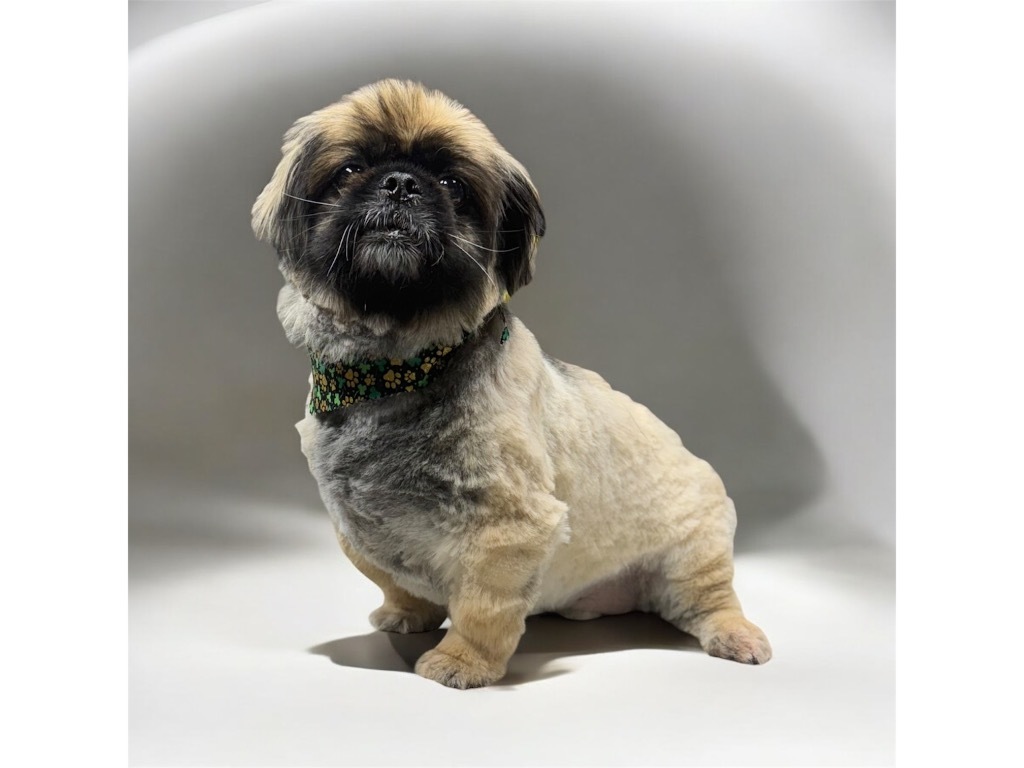 Doc, an adoptable Pekingese in Crossville, TN, 38557 | Photo Image 1